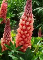 Lupinus Salmon Star_71883_2.jpg