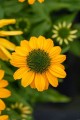 Echinacea SunMagic Fantastic Yellow_75924_3.jpg