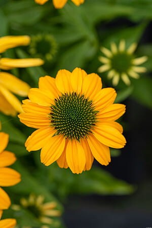 Echinacea SunMagic Fantastic Yellow_75924_3.jpg