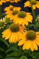 Echinacea SunMagic Fantastic Yellow_75924_2.jpg
