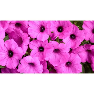 Supertunia VISTA 'Jazzberry'