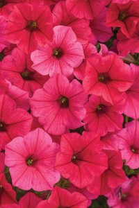 Supertunia VISTA 'Paradise'