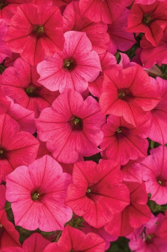 supertunia_vista_paradise.jpg