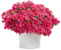 supertunia_vista_paradise2.jpg