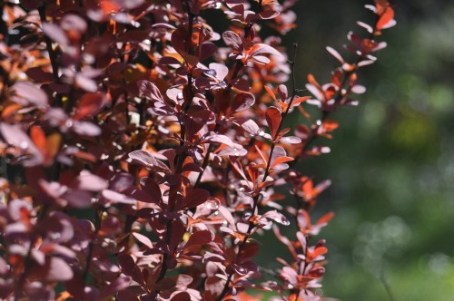berberys-gef97dd25d_1920.jpg