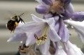 bumblebee-g1a4f29b53_1920.jpg