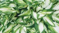 hosta-g67806986d_1920.jpg