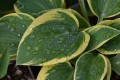 leaves-gd1c30df4a_1920.jpg