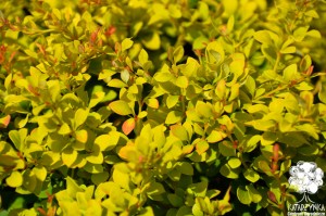 Berberys thunberga 'Maria' PBR C2