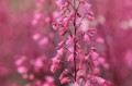 purple-bells-gbcad7eebf_1280.jpg