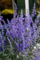 Perovskia Lacey Blue_78165_2.jpg