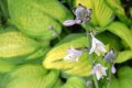 hosta-leaf-g869cb0f71_1280.jpg