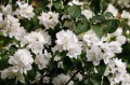 philadelphus-virginalis-g9a82189fe_1280.jpg