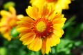 gaillardia-ga1142f09d_1280.jpg