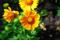 gaillardia-g8707d77ae_1280.jpg