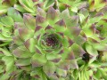 houseleek-123130_1920.jpg