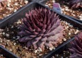 Sempervivum BigSam Country Red_74550_1.jpg