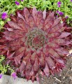 Sempervivum BigSam Country Red_74550_2.jpg