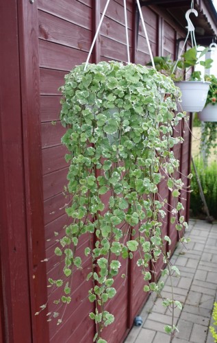 Bluszczyk kurybanek ampla SF.jpg