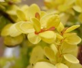 Berbeys th. Golden Ghost liścieJPG.jpg