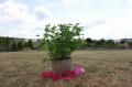 DSC07034.JPG