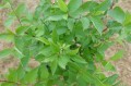 DSC07038.JPG