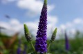 DSC07121.JPG