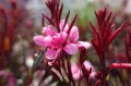 DSC07145.JPG