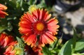DSC07180.JPG