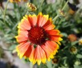 DSC07179.JPG
