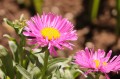 summer-aster-5206237_1280.jpg