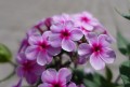 Floks Early Lavender Pop.JPG