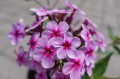DSC09305.JPG