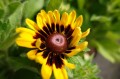 Rudbekia SmileyZ Tiger.JPG