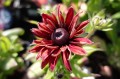 Rudbekia Flamenco True Red.JPG