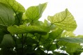 DSC01781.JPG