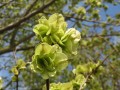 ulmus-minor-g4828c08ff_1280.jpg