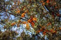 sea-buckthorn-2884536_1280.jpg