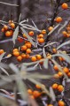 pexels-octavian-iordache-5949412.jpg