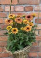 Rudbeckia Flamenco Apricot_72948_1.jpg