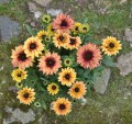 Rudbeckia Flamenco Apricot_72948_2.jpg