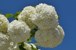 Kalina koralowa 'Roseum' C2