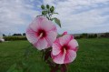 DSC02495.JPG