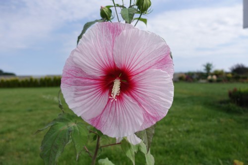DSC02484.JPG