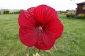 Hibiskus byl. Summerific Grail1.JPG