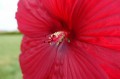 Hibiskus byl. Summerific Grail2.JPG