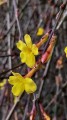 jasmine-in-winter-6902277_1280.jpg
