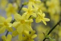 flowers-7753520_1280.jpg