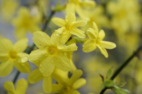 flowers-7753520_1280.jpg
