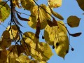 linden-leaves-10722_1280.jpg